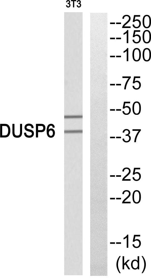 DUSP6 / MKP3 Antibody