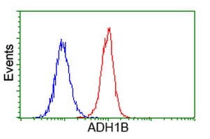ADH2 / ADH1B Antibody (clone OTI5D7)