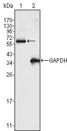 Monoclonal Mouse anti-Human FRK Antibody (clone 40, WB)