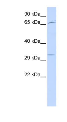UTF1 Antibody (aa251-300)