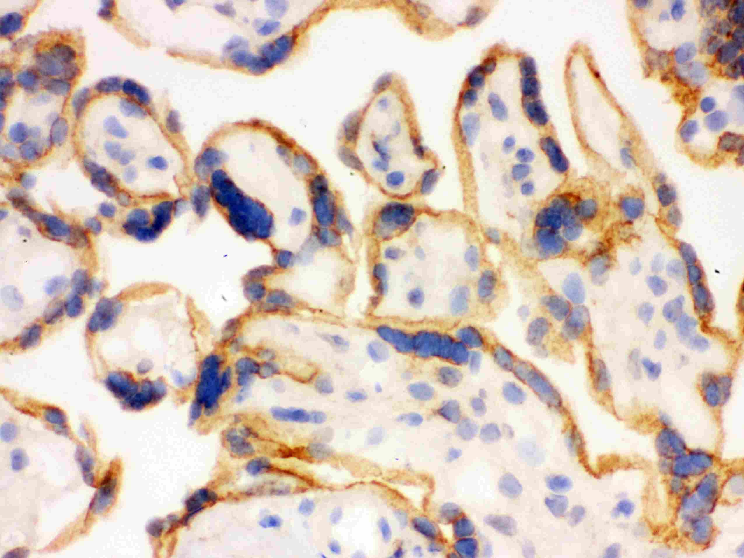 p66 / SHC Antibody (aa536-564)