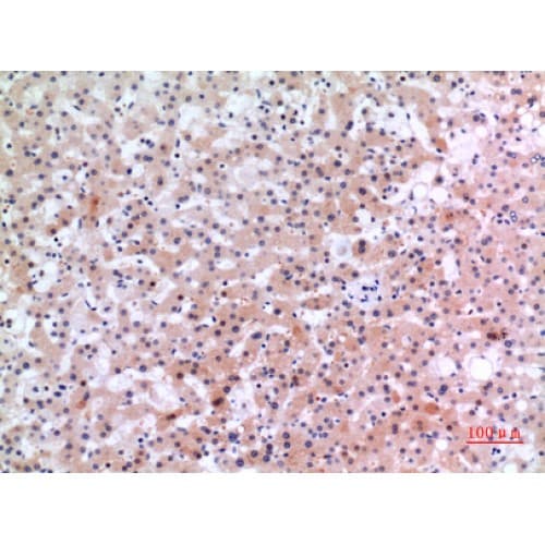 INHBE / Activin Antibody (301-350 aa, C-terminal)