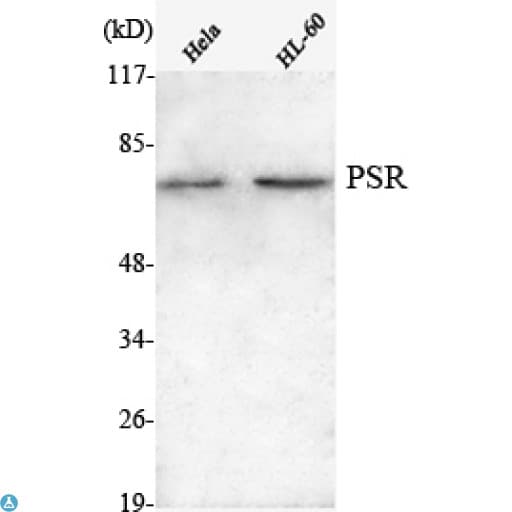 Monoclonal Mouse anti-Human JMJD6 / PSR Antibody (IF, WB)