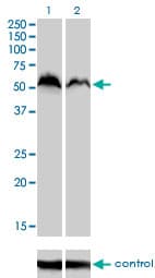 NRF1 / NRF-1 Antibody (clone 2F9)