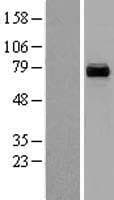 Human PCK2 / PEPCK Protein (Over-Expression Lysate Myc-DDK (Flag))