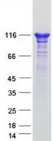 Human SEC23IP / p125 Protein (Recombinant Myc-DDK (Flag))
