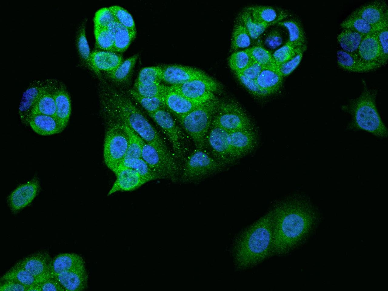 Polyclonal Rabbit anti-Human ATP6V1F Antibody (IHC, IF)