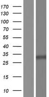 Human ANKRD18A Protein (Over-Expression Lysate Myc-DDK (Flag))