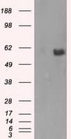 AKT2 Antibody (clone OTI4H7)