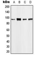 Polyclonal Rabbit anti-Human EEF2 / Elongation Factor 2 Antibody (N-Terminus, IHC, IF, WB)