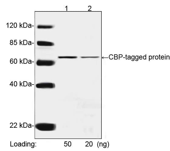 Monoclonal Mouse CBP Tag Antibody (clone 1D11E5, WB)