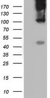 CD80 Antibody (clone OTI7H7)