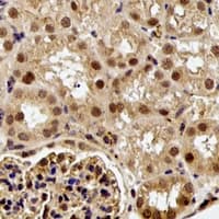 Polyclonal Rabbit anti-Human ELF3 / ESE1 Antibody (IHC, IF, WB)