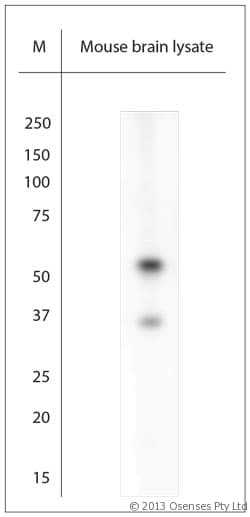 ARX Antibody (aa2-50)