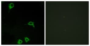 Polyclonal Rabbit anti-Human ADGRE2 / EMR2 Antibody (aa765-814, IF, WB)