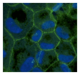 PathPlus™ TJP1 / ZO-1 Antibody (C-Terminus)