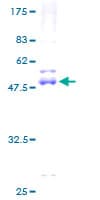 Human NME6 Protein (Recombinant GST)