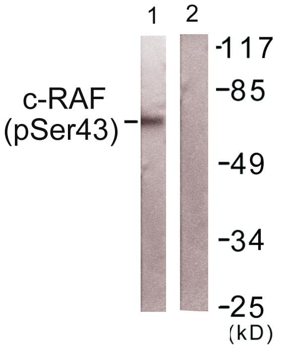 RAF1 / RAF Antibody (phospho-Ser43)