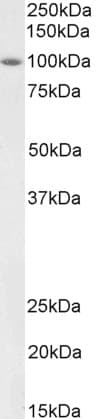 IHC-plus™ Polyclonal Goat anti-Human BMP1 Antibody (IHC, WB)