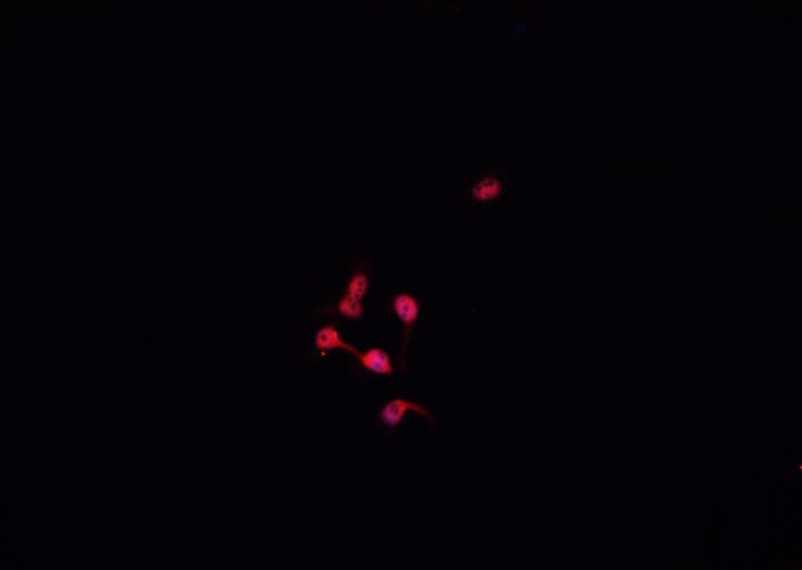 Polyclonal Rabbit anti-Human PCNA Antibody (IHC, IF, WB)