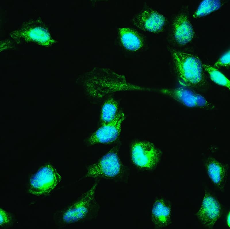 HSPA2 Antibody (aa564-598)