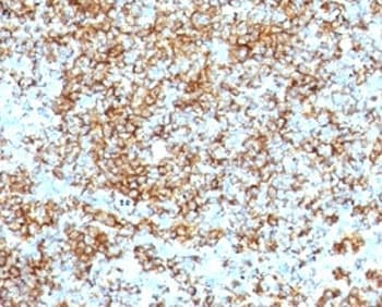 CD45RB Antibody (clone SPM569, Azide-free, BSA-free)