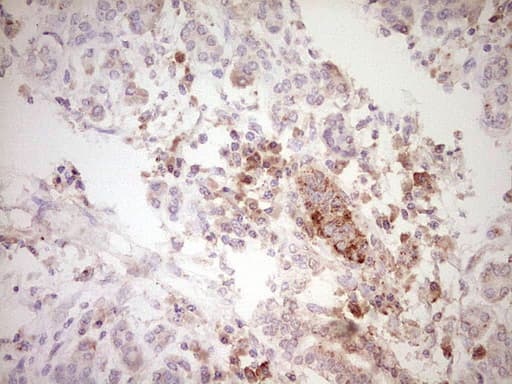SPP1 / Osteopontin Antibody (aa17-314, clone OTI5E4)
