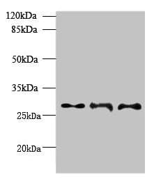 Polyclonal Rabbit anti-Human BARX1 Antibody (WB)