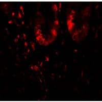 LAMTOR1 Antibody