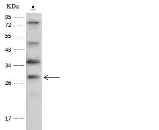 GZMB / Granzyme B Antibody (Preservative Free)