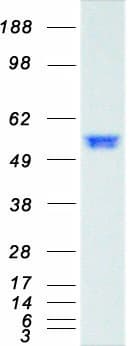 Human SMAD2 Protein (Recombinant Myc-DDK (Flag))