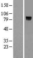 VWC2L Protein (Over-Expression Lysate Myc-DDK (Flag))