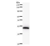 AHCTF1 / ELYS Antibody (clone 2318C2a)