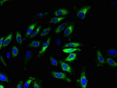 XPR1 Antibody (aa529-696)