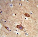 NXPH1 Antibody (aa56-85)