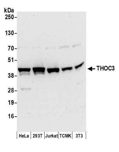 THOC3 Antibody (aa301-351)