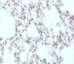 NKX2-1 / Thyroid-Specific TF Antibody (clone HBNK2-1)