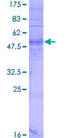 Human OR51D1 Protein (Recombinant GST)