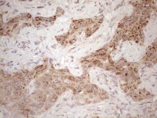 VISA / MAVS Antibody (aa1-247, clone OTI8A11)