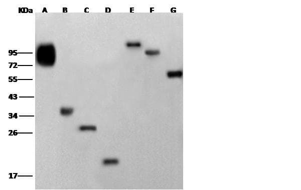His Tag Antibody (Preservative Free)