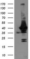 UNG / Uracil DNA Glycosylase Antibody (clone OTI1G2, Carrier-free)