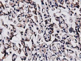 OGFOD1 Antibody (clone OTI1F4, Carrier-free)