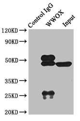 Polyclonal Rabbit anti-Human WWOX Antibody (IHC, WB)