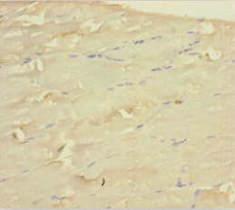 WDR77 / MEP50 Antibody (aa1-312)