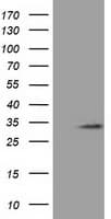 C16orf72 Antibody (clone OTI3B4, Carrier-free)