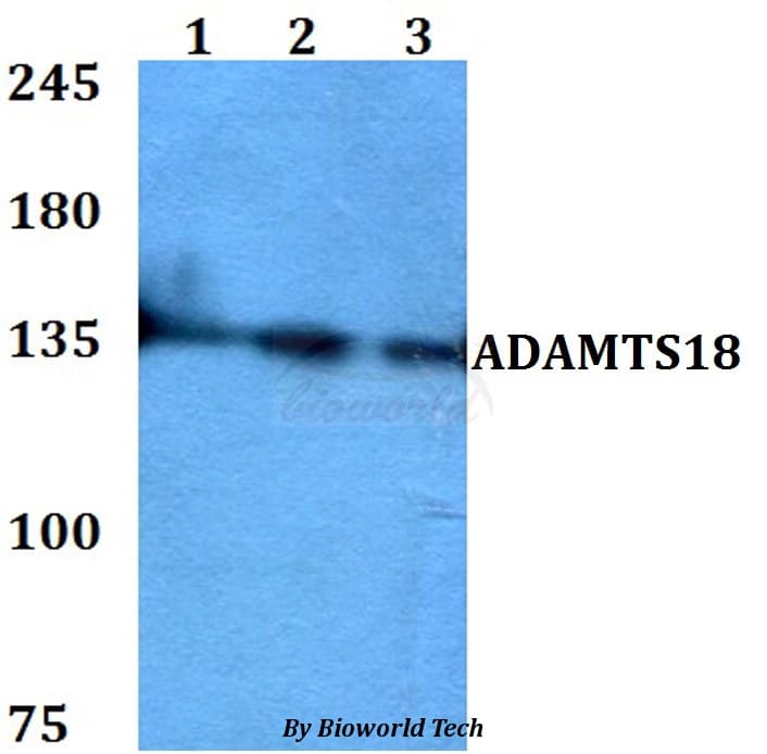 ADAMTS18 Antibody
