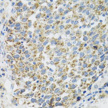 TXN2 / Thioredoxin 2 Antibody
