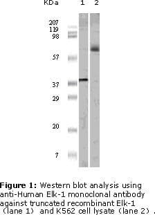 ELK1 Antibody (clone 7E10D5, 7E10E8)