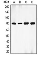 EZR / Ezrin Antibody (Internal)