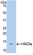 CXCL4 / PF4 Antibody (aa31-101, Biotin)